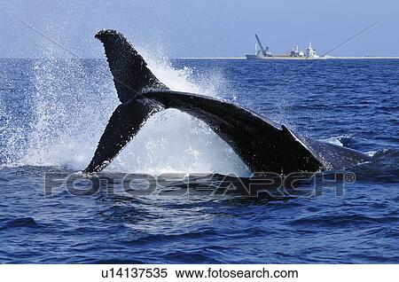 Stock Photography - Humpback Whale Breaching, Ship in Background. Fotosearch