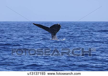 Humpback Whale Breaching View Large Photo Image Stock Image - Humpback Whale Breaching. Fotosearch
