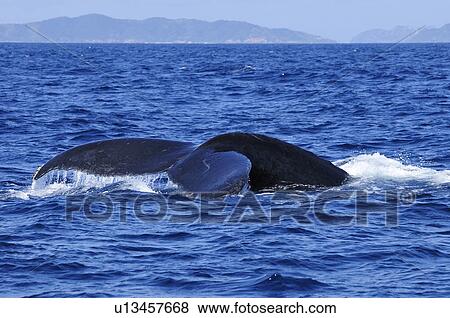 Stock Photo - Humpback Whale Breaching. Fotosearch