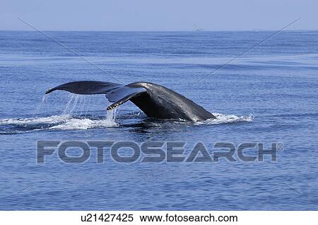 Humpback Whale Breaching View Large Photo Image Stock Photography - Humpback Whale Breaching. Fotosearch