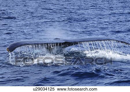 Stock Photography - Humpback Whale Breaching. Fotosearch