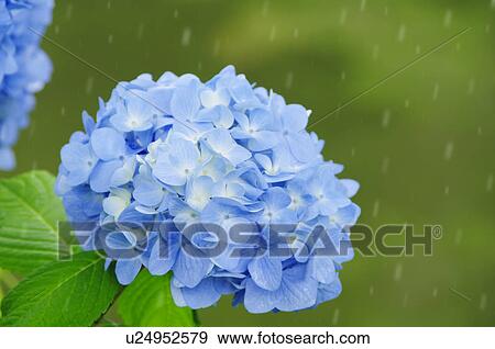 Stock Photo - Hydrangea Flowers in Rain. Fotosearch