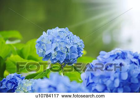 Stock Photo - Hydrangea Flowers. Fotosearch