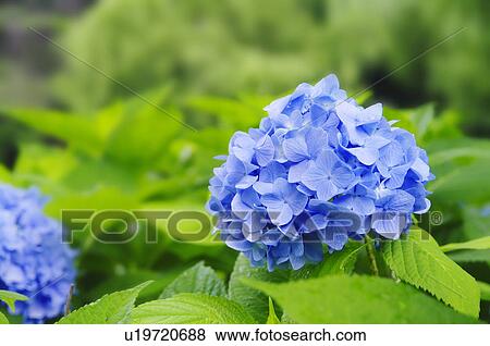 Stock Photo - Hydrangea Flowers. Fotosearch