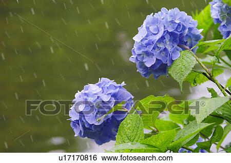 Hydrangea Flowers View Large Photo Image Stock Photograph - Hydrangea Flowers. Fotosearch