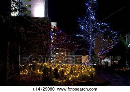 Illuminated Trees in Park View Large Photo Image Stock Image - Illuminated Trees in Park. Fotosearch