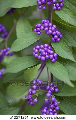 Stock Image - Japanese beautyberry (Callicarpa dichotoma). Fotosearch