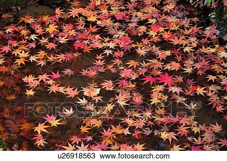 Stock Image - Japanese maple leaves floating on water, Shiga Prefecture, Honshu, Japan. Fotosearch