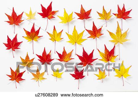 Japanese maple leaves View Large Photo Image Stock Photo - Japanese maple leaves. Fotosearch