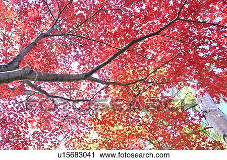 Stock Image - Japanese maple tree in autumn, Hokkaido Prefecture, Japan. Fotosearch