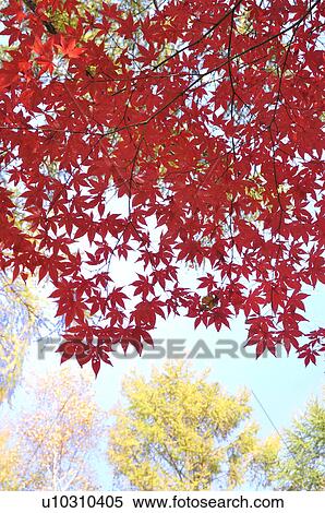 Japanese maple tree in autumn, Hokkaido Prefecture, Japan View Large Photo Image Stock Photography - Japanese maple tree in autumn, Hokkaido Prefecture, Japan. Fotosearch