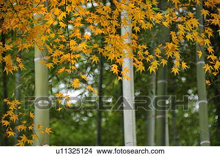 Picture - Japanese maple tree in autumn, Kyoto Prefecture, Honshu, Japan. Fotosearch