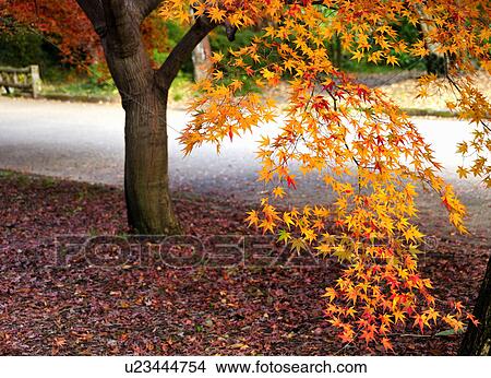 Picture - Japanese maple tree in autumn, Kyoto Prefecture, Honshu, Japan. Fotosearch