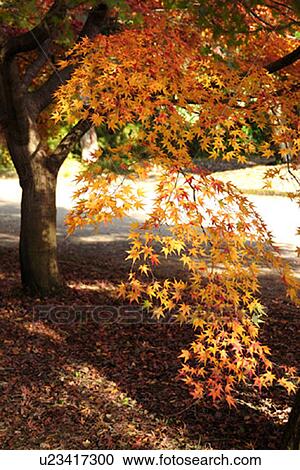 Stock Image - Japanese maple tree in autumn, Kyoto Prefecture, Honshu, Japan. Fotosearch