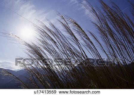 Stock Photo - Japanese silver grass. Fotosearch