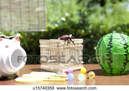 Stock Photo - Japanese Stag Beetle on cage. Fotosearch
