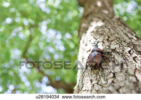 Picture - Japanese Stag Beetle on tree. Fotosearch