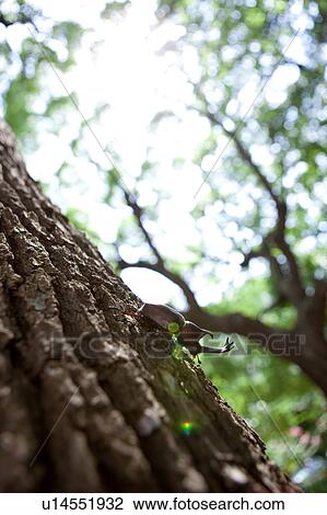 Stock Image - Japanese Stag Beetle on tree. Fotosearch
