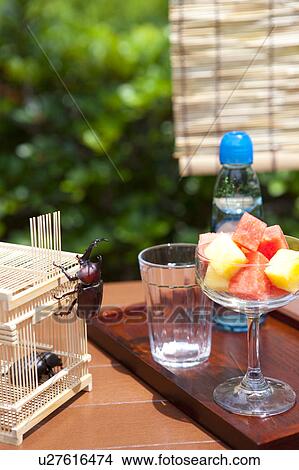 Picture - Japanese Stag Beetles on cage. Fotosearch