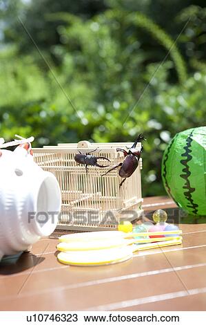 Stock Image - Japanese Stag Beetles on cage. Fotosearch