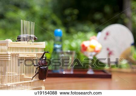 Stock Photo - Japanese Stag Beetles on cage. Fotosearch