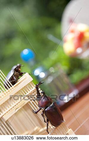 Japanese Stag Beetles on cage View Large Photo Image Stock Photograph - Japanese Stag Beetles on cage. Fotosearch