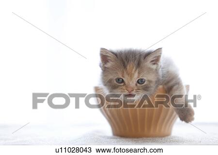 Kitten in Bowl View Large Photo Image Stock Image - Kitten in Bowl. Fotosearch