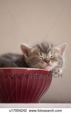 Stock Image - Kitten Sleeping in Bowl. Fotosearch