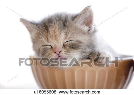 Stock Photo - Kitten Sleeping in Bowl. Fotosearch