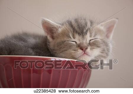 Stock Photo - Kitten Sleeping in Bowl. Fotosearch