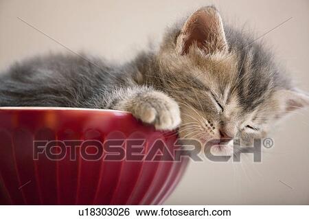 Stock Photograph - Kitten Sleeping in Bowl. Fotosearch