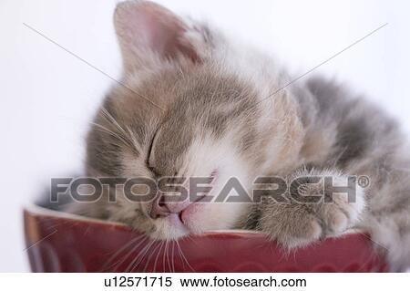 Kitten Sleeping in Bowl View Large Photo Image Stock Photography - Kitten Sleeping in Bowl. Fotosearch