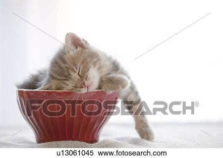 Stock Photography - Kitten Sleeping in Bowl. Fotosearch