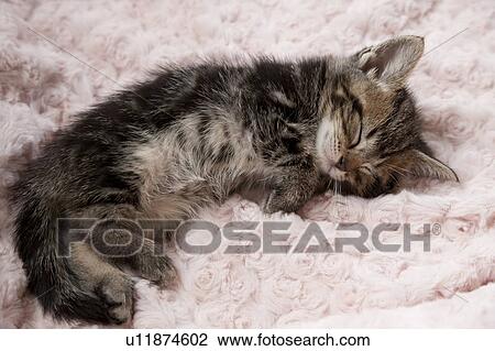 Stock Image - Kitten Sleeping on Towel. Fotosearch