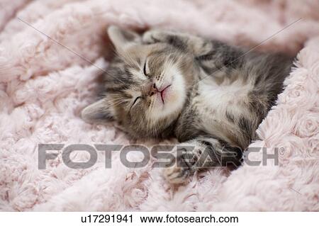 Stock Image - Kitten Sleeping on Towel. Fotosearch