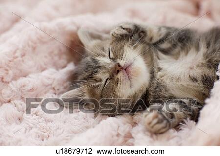 Stock Image - Kitten Sleeping on Towel. Fotosearch
