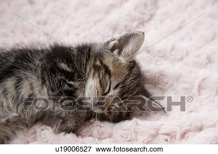 Kitten Sleeping on Towel View Large Photo Image Stock Photo - Kitten Sleeping on Towel. Fotosearch