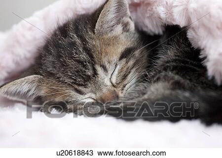 Kitten Sleeping View Large Photo Image Stock Image - Kitten Sleeping. Fotosearch