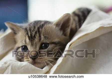Kitten View Large Photo Image Stock Photo - Kitten. Fotosearch