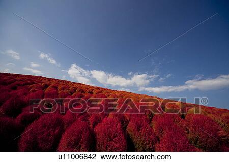 Stock Image - Kochia scoparia. Fotosearch
