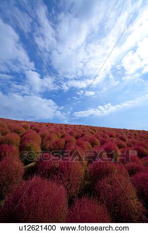Stock Image - Kochia scoparia. Fotosearch