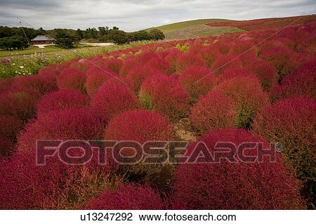 Stock Image - Kochia scoparia. Fotosearch