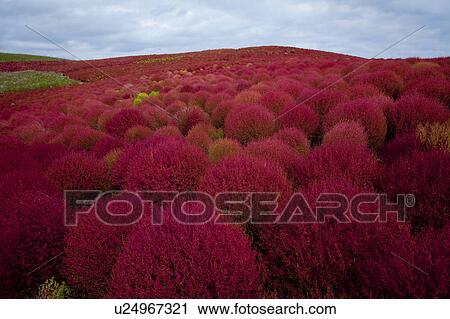 Kochia scoparia View Large Photo Image Stock Image - Kochia scoparia. Fotosearch
