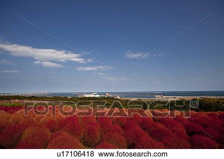 Stock Photo - Kochia scoparia. Fotosearch