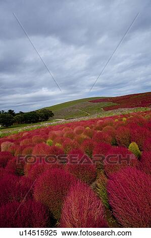 Kochia scoparia View Large Photo Image Stock Photography - Kochia scoparia. Fotosearch