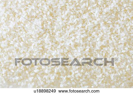 Koshihikari rice View Large Photo Image Stock Photo - Koshihikari rice. Fotosearch