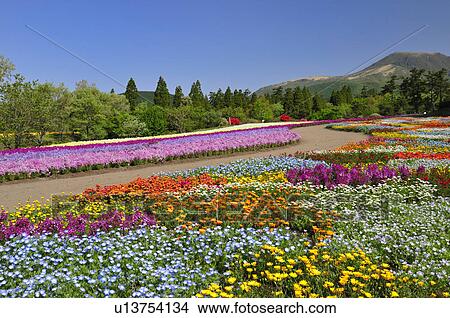 Kuju Flower Park View Large Photo Image Picture - Kuju Flower Park. Fotosearch