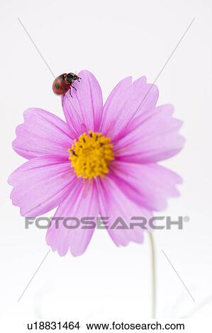 Ladybug on cosmos View Large Photo Image Picture - Ladybug on cosmos. Fotosearch