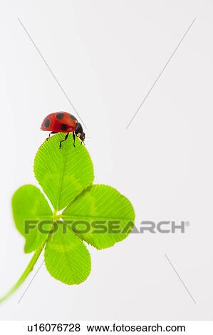 Ladybug on four leaf clover View Large Photo Image Stock Photo - Ladybug on four leaf clover. Fotosearch
