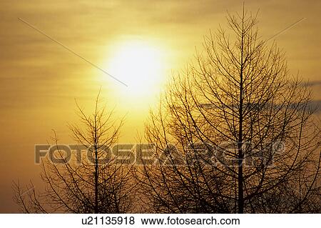 Larch and sunrise View Large Photo Image Stock Photo - Larch and sunrise. Fotosearch